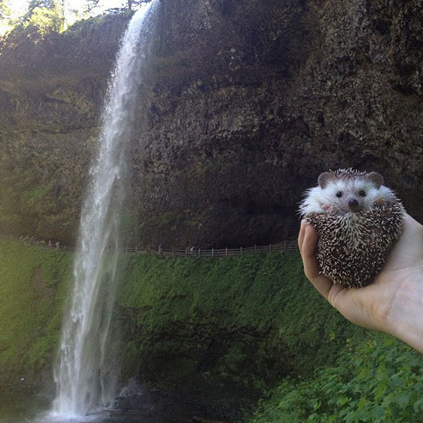 indoor-plants:  fairylene:  the adventures of a cute hedgehog ｡◕‿◕｡  So