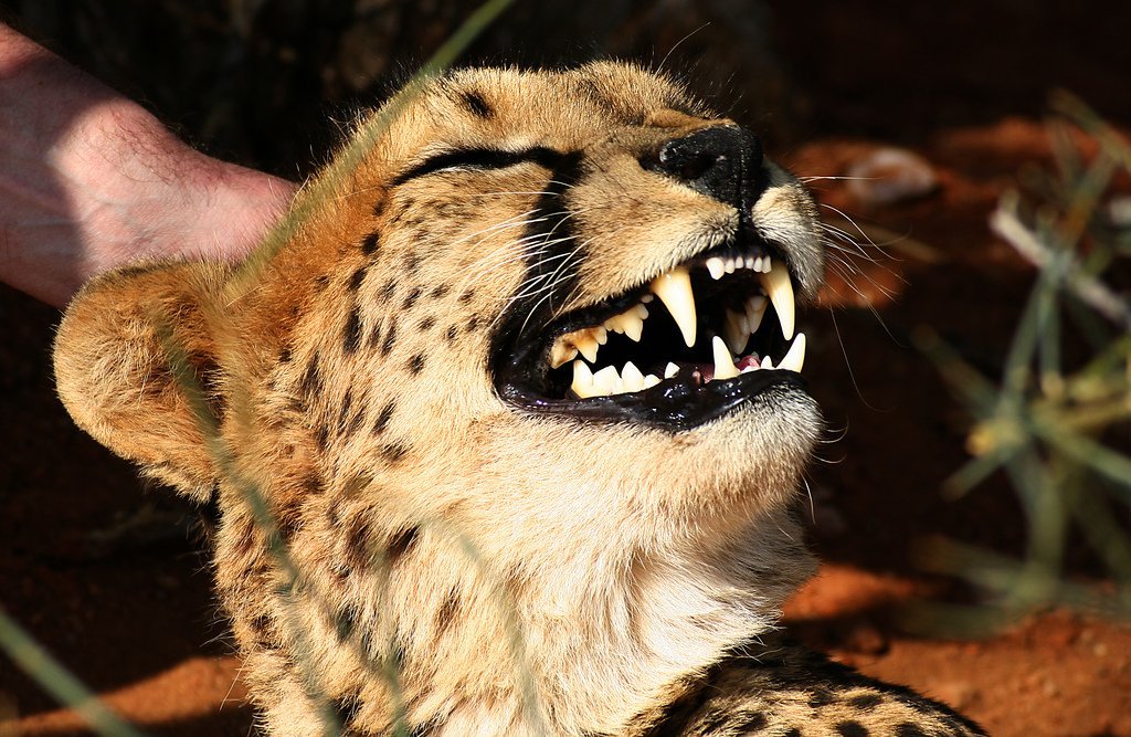 luxarts: Photogenic cats