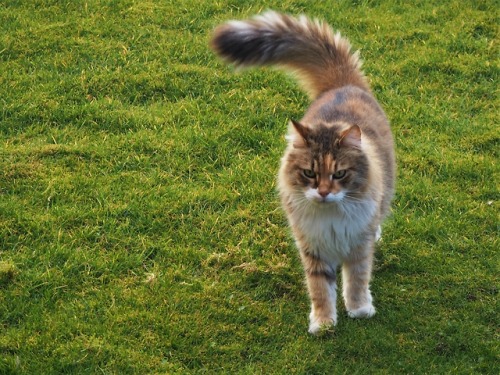 angiec333:Cat with a fluffy tail