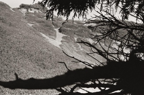 contrasting dark colors | #35mmfilm | #filmphotography | 📷: #pentaxk1000 (at Fort Funston)