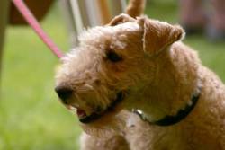 perfectdogs:  Lakeland Terrier.