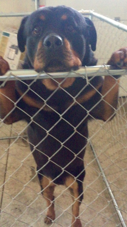 actualdogvines:  Warning: very dangerous Rottweiler. If he catches you, he will sit on your feet. (submitted by theladyofthewest)