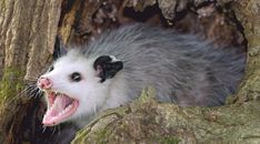 Photos Of Possums Because I Honestly Feel Like They're Underrated And Deserve More Love.