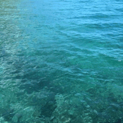 weed-kitten:  🌊the water was so beautiful today🌊