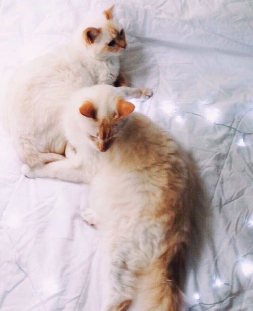 thekikofofo:Happy Valentines Day!!!✨❤️✨