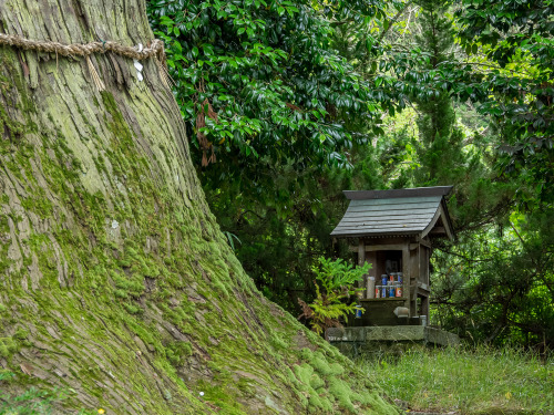 安田の大杉。Yasuda&rsquo;s big cedar.