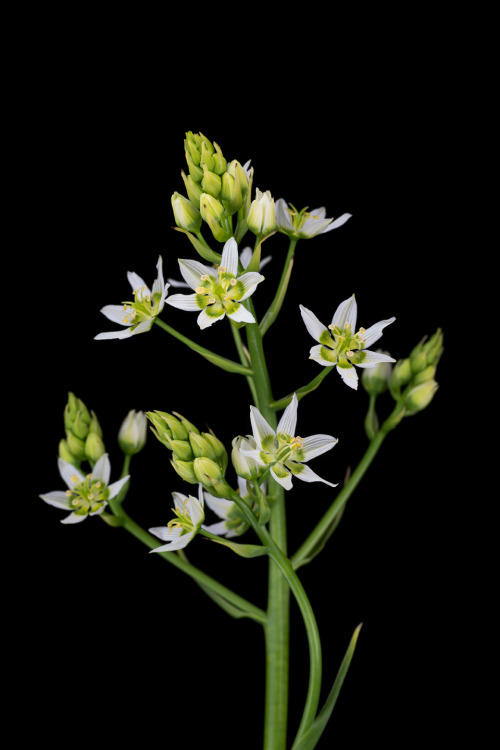 Toxicoscordion fremontii is a geophytic (grows from a subterranean storage vessel) plant from the li
