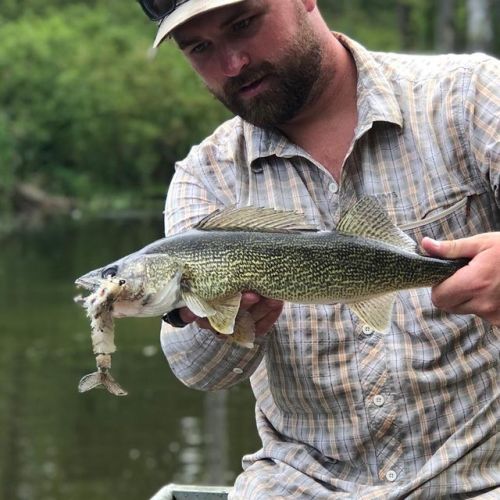 Chomped #fish #fishing #flyfishing #walleye #predator #explore #nature #figure8 #notlakeerie https:/