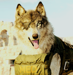 aucilla:  As a puppy, D.D. lost the use of his right eye and was presumably an orphan. The puppy was found alone by Venom Snake during a mission, sometime after the latter’s recovery from a coma in 1984. D.D. was later taken by Fulton Recovery to Diamond