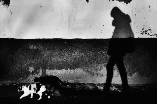 Evgeniya Gor (Kazakh, Based Astana, Kazakhstan) - She Photographs The Homeless Cats Of Kazakhstan.
