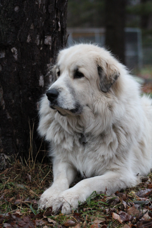 Bentley the Great Pyrenees, always keeping watch over the other animals here. Guardian breed at its 