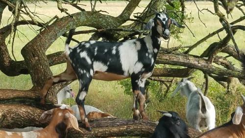 Cassandra thinks she is Queen of Goats. #goatqueen #prettygirl #goats #boernubiancross #goatplay #tr