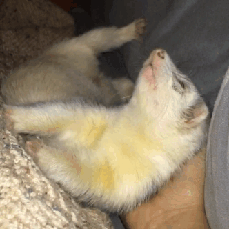 cannonball-the-ferret:  When people ask me “why a ferret”, I can show them this