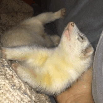 cannonball-the-ferret:  When people ask me adult photos