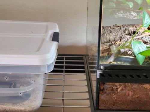 Partner took this hilarious photo of the garter snakes today.Pepper and Rue: FOOD???