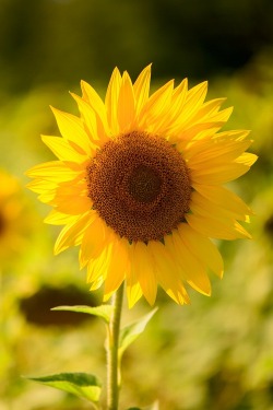 ponderation:  Sunflower in France Drome region by Markus Schilder