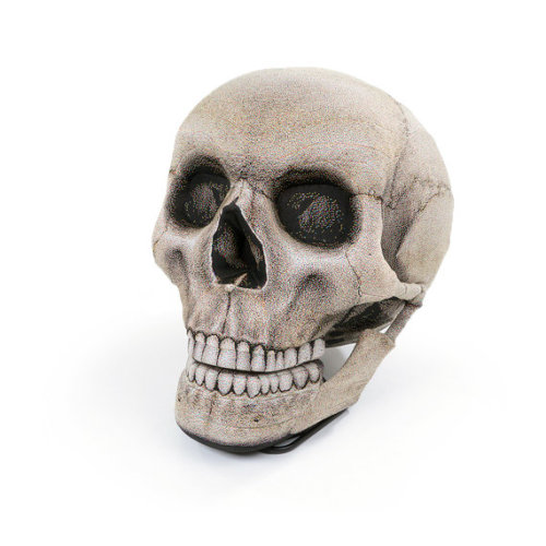 crumblymilk: spectrezerg: ursulavernon: tabbiewolf: fearinthewind: this skull chair is fucking ridic