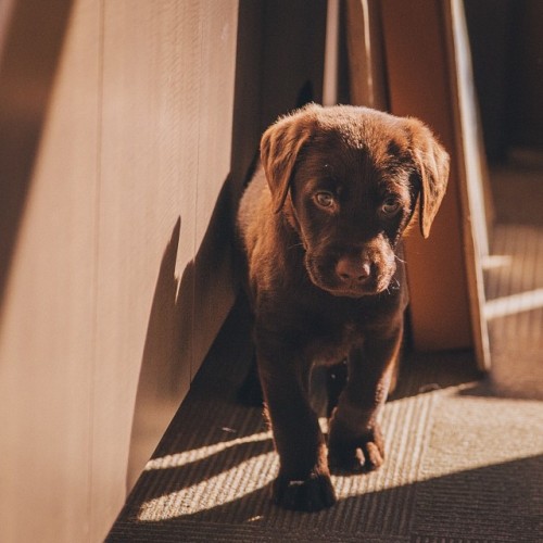 pennsylvania-pine:  #chocolatelab #puppy at work! Sometimes working for a USA pet food manufacturer has it’s perks. We always have #dogs here! 