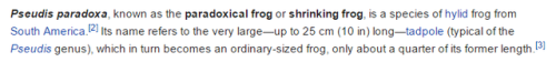 everydaylouie:a most paradoxical frog
