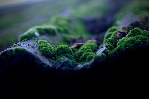 vardna: Moss-grown# Ukraine, Kherson Region, February 2014 Konica Minolta Dynax 5D