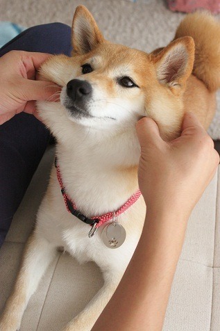 XXX mandopony:tayrezi:Shiba Inu compilation Are photo