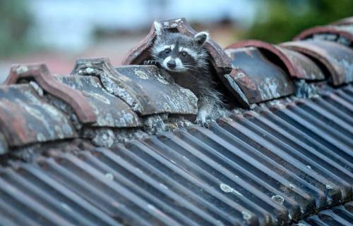 thoughtlessarse:A raccoon crawls out of its hiding place on the roof in Berlin, Germany.Photograph: 