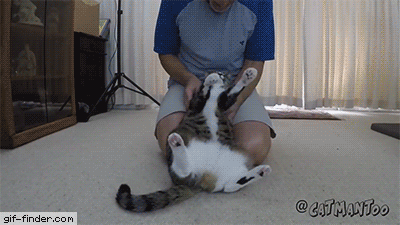 giffindersite:  Cat does trust fall. via Gif-Finder.com