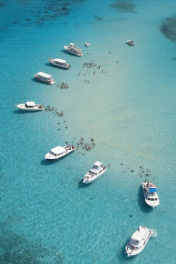 plasmatics-life:  Stingray City | (by Hans Brabbit) 