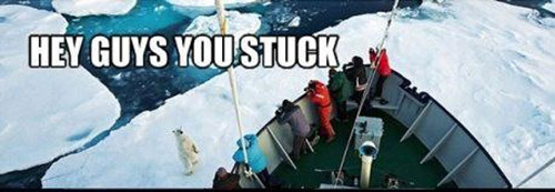 tdevil:  diggym:  iraffiruse:  Frozach Submitted  Awwww .  Helpful Polar Bear is