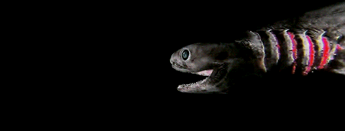 giffingsharks:  The Frilled shark has been called everything from a “sea serpent”