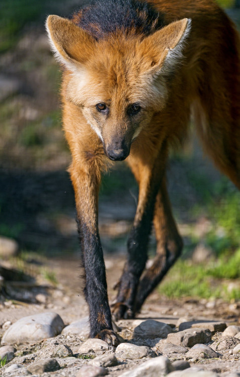 end0skeletal-undead:Maned Wolves byTambako The Jaguar