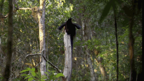 spinesaw:  chalkandwater:  The black sicklebill (Epimachus fastosus) has a rather special mating display.Attenborough’s Birds of Paradise (2015)  the amount of work birds put into getting some pussy is insane- spinesaw teaching people about animal