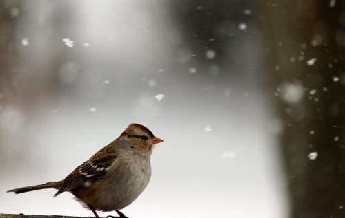 Bird Feeder Photo-shoot