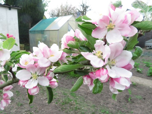 Apfelblüten | Apple blossomsMalus sp.
