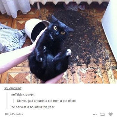 itsstuckyinmyhead:  The Cats of Tumblr 