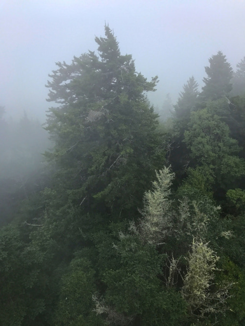 90377: Foggy Day on Mt. Sterling by Warren Reed