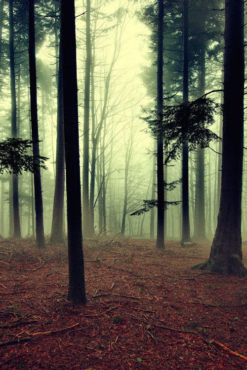atraversso:  Deep forest  by Mario de Marzi  