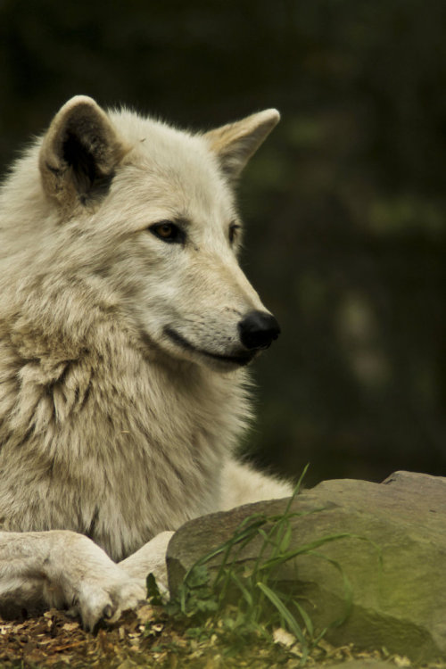 thatwanderinglonewolf: Beautiful White Wolf by littlenightmare93