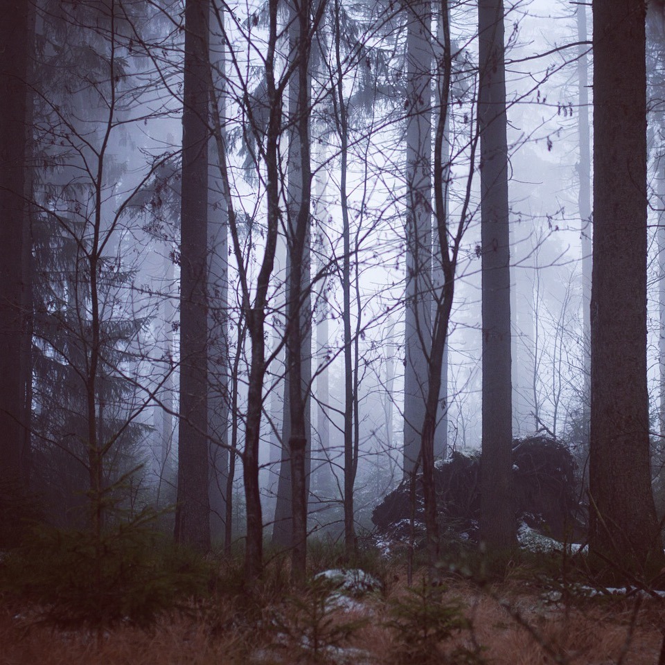 noirerora:Deep foggy woodsby noirerora