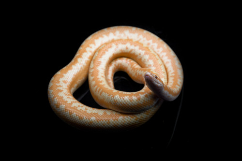 Astra (Limburg albino het snow rosy boa)