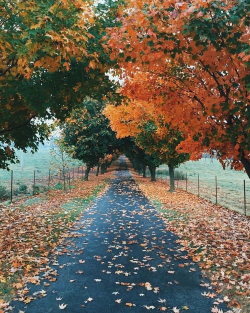 oldfarmhouse:pin.it/RSnFqRfGracesFall