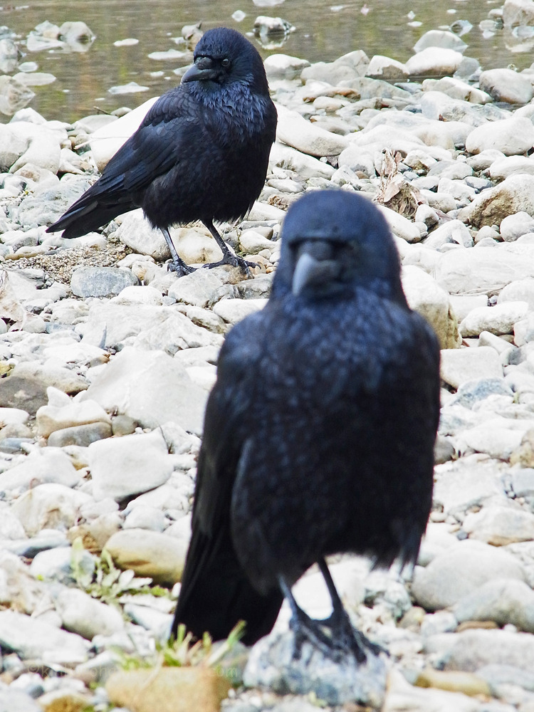 kinkurohajiro:14 jan. 2015(水) Carrion Crow family @ Kamogawa Go-jo, Kyoto.  parents