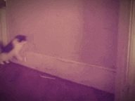 highon-bathsalts:  Another bad ass cat! (Taken with Cinemagram)