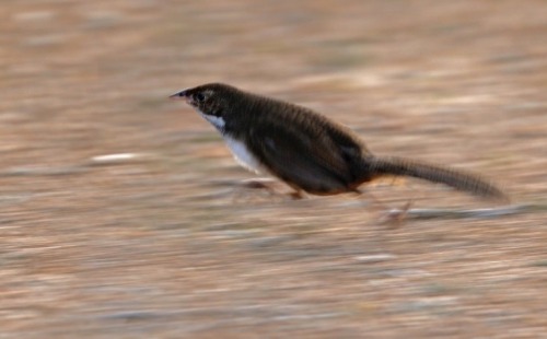 todaysbird:todaysbird:shoutout to the noisy scrub-bird for having absolutely no pictures where they don’t look like complete demons 