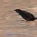 todaysbird:todaysbird:shoutout to the noisy scrub-bird for having absolutely no pictures where they don’t look like complete demons 