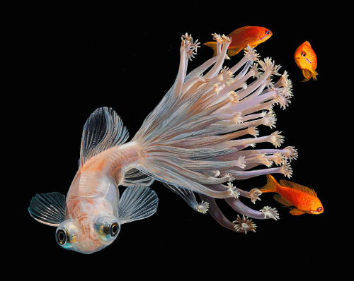 itscolossal:  Hyperrealistic Depictions of Fish Merged With Their Coral Environments by Lisa Ericson