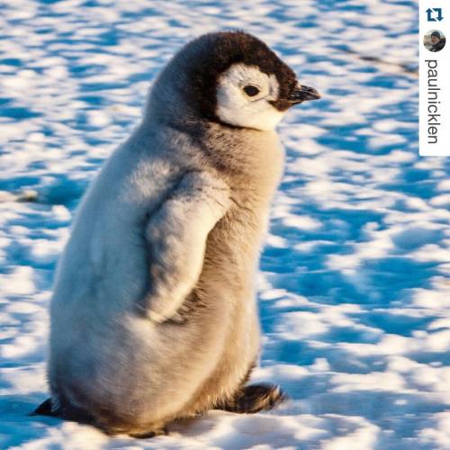 @paulnicklen with @repostapp. ・・・ Happy Feet tearing it up in Antarctica. An emperor penguin chick r
