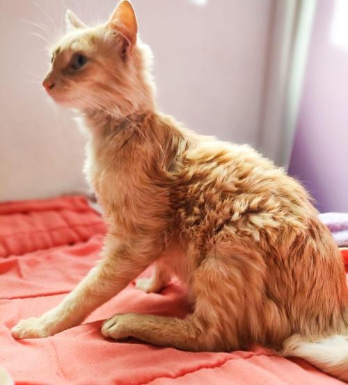 I Just Found This Cat On The Street And Adopted Him. I Would Like To Give Him A Name That Reminds Me
