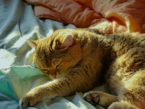 catycat21:Sleep sweet by KerKaya on Flickr.