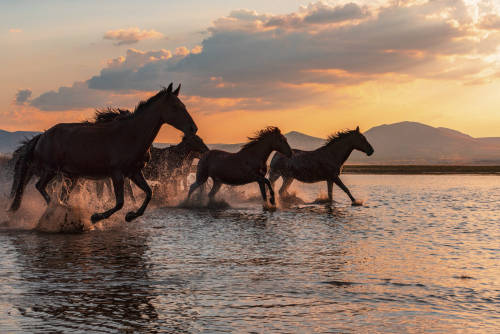 wild horses